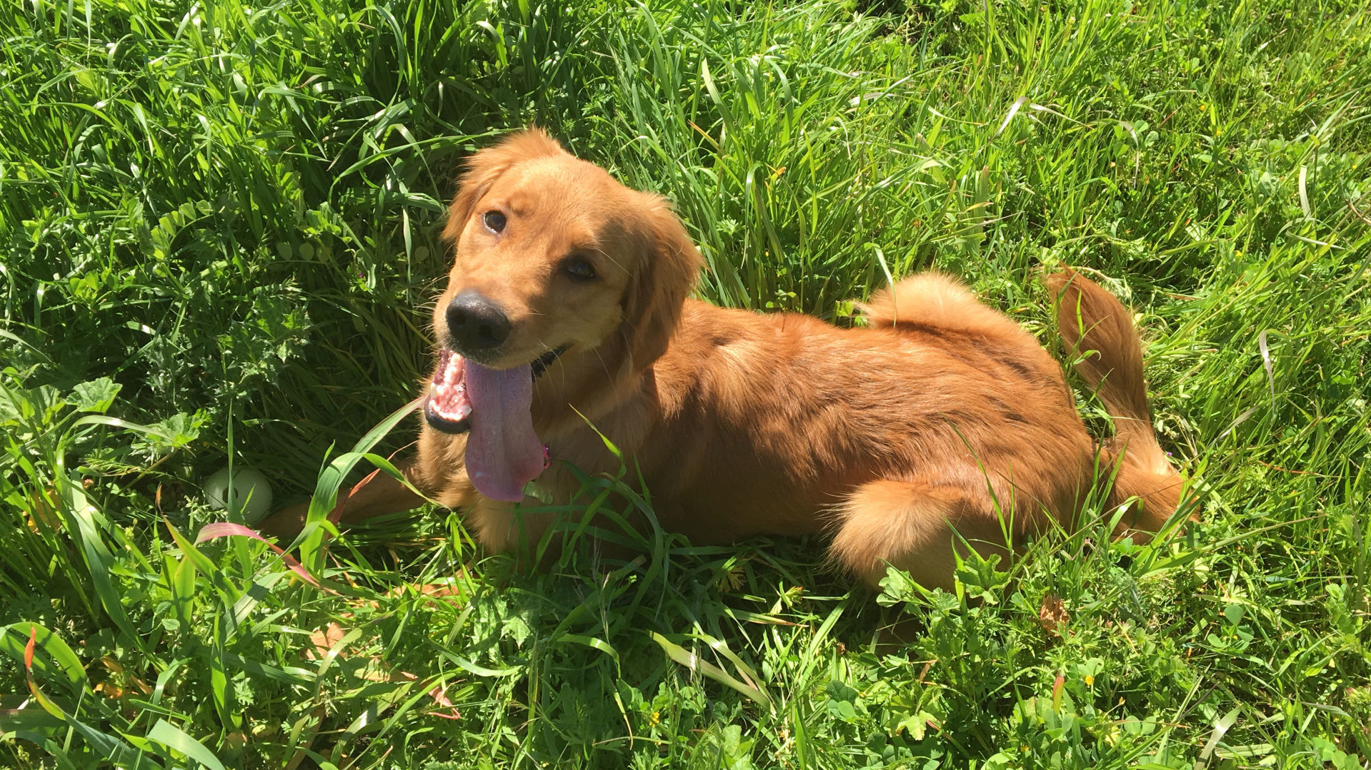 Pic of the Litter: Honey